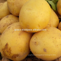 Whosale fresh potato origin 2017 make french fried potatoes in Vietnam
